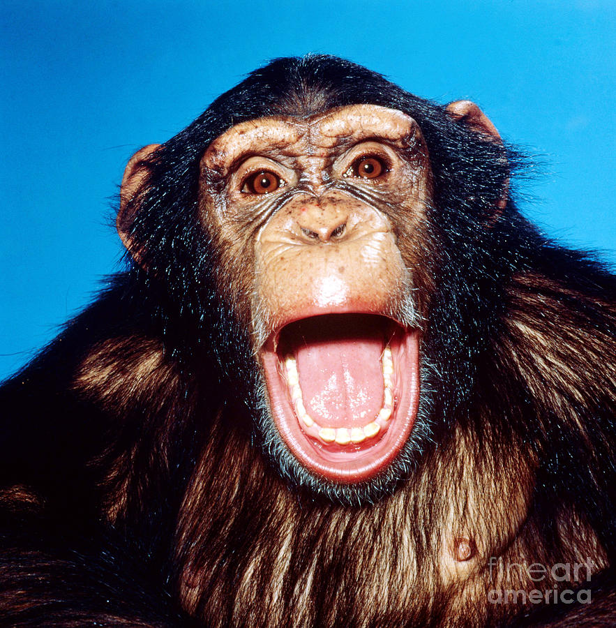 Chimpanzee Portrait Photograph by Toni Angermayer