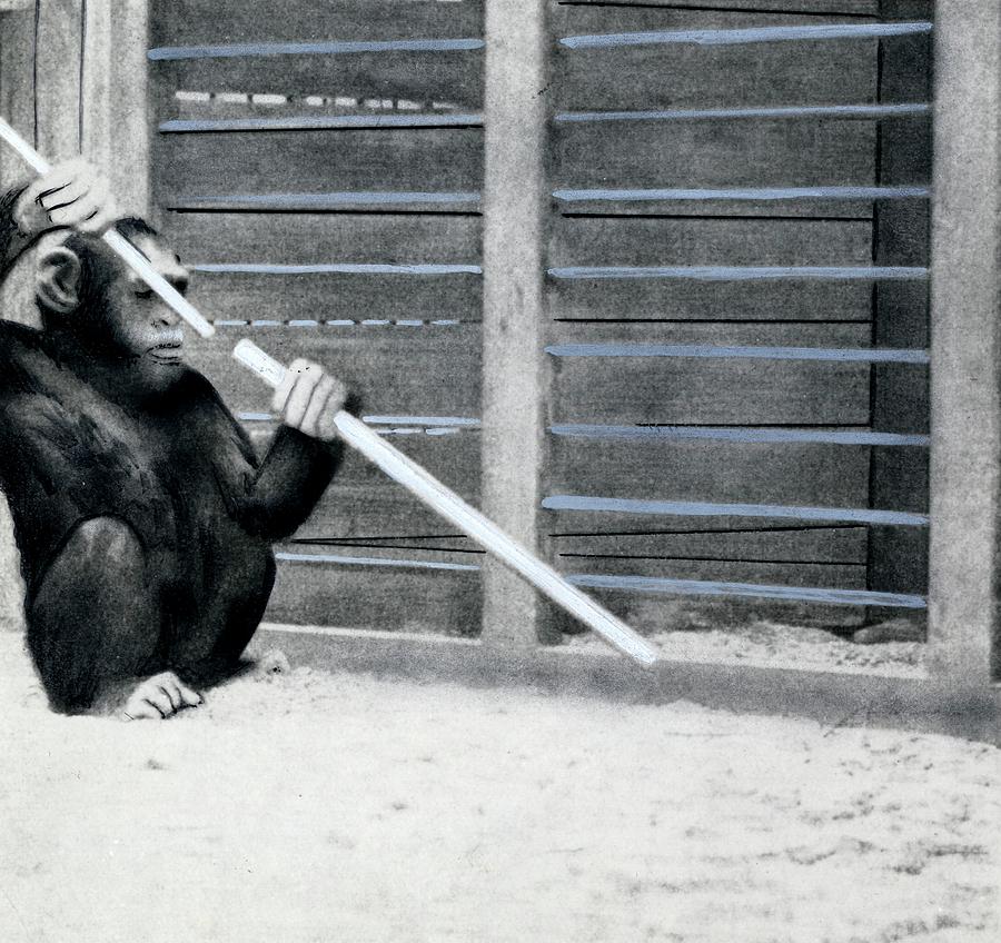 Chimpanzee Problem Solving Research Photograph by American Philosophical Society