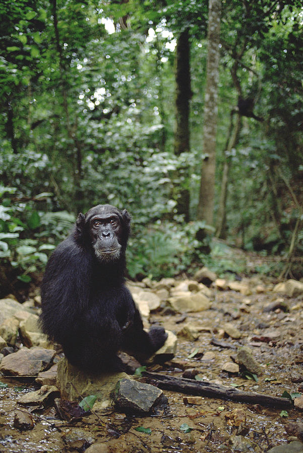 Chimpanzee Profile Gombe Stream Photograph by Gerry Ellis