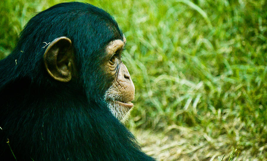 Chimpanzee Profile Photograph by Jonny D