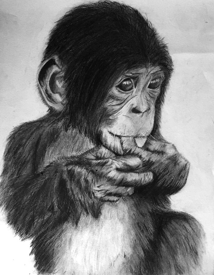 Chimpanzee Drawing by Rachyl Shanker