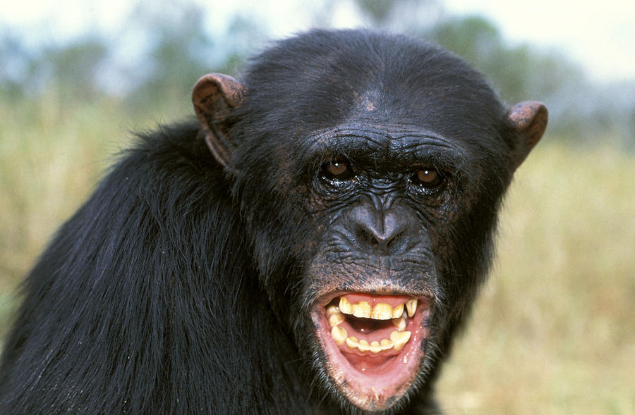 Chimpanzee Showing Teeth Photograph by Jean-Michel Labat
