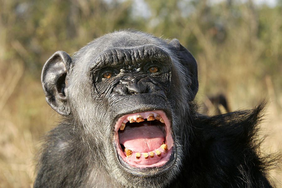 Chimpanzee Showing Teeth Photograph by M. Watson