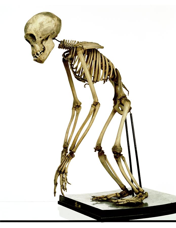 chimpanzee skeleton