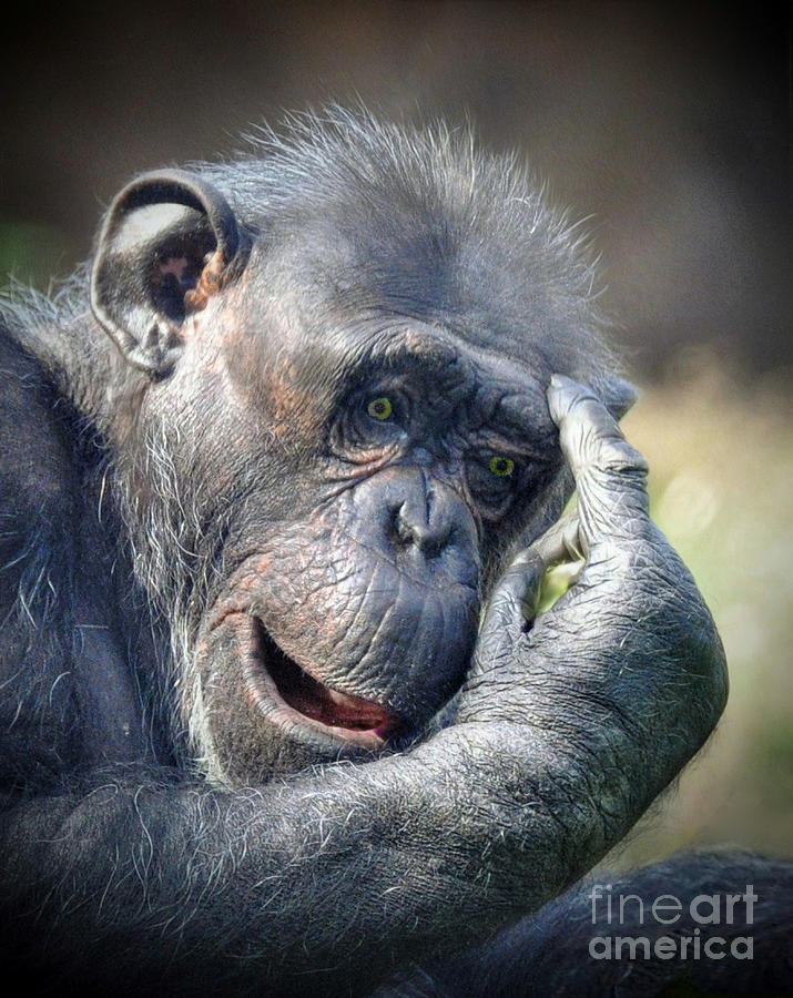 Chimpanzee Thinking Photograph by Savannah Gibbs