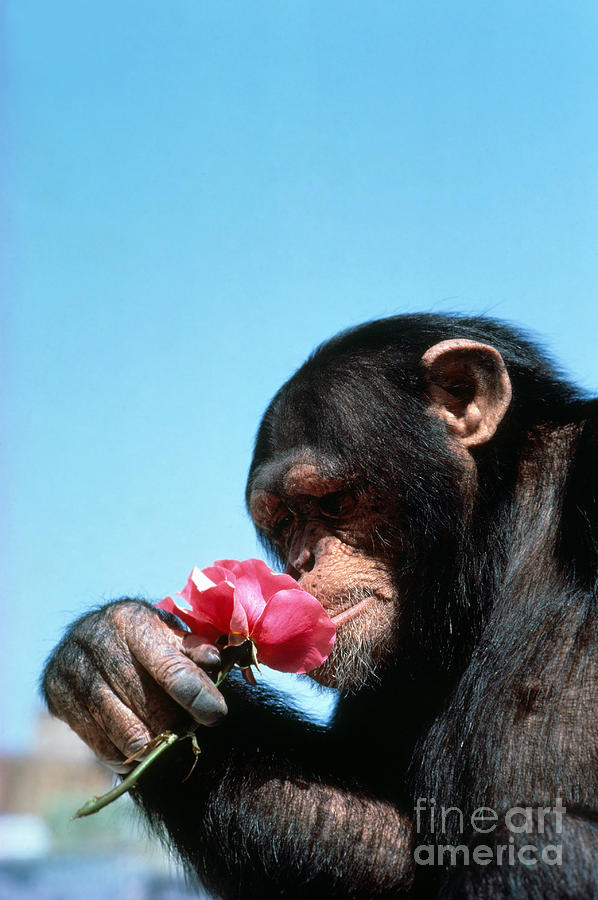 Chimpanzee Photograph by Tom McHugh