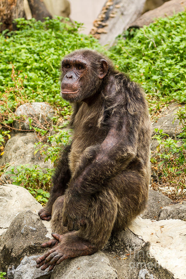 Ape Photograph - Chimpanzee by Tosporn Preede