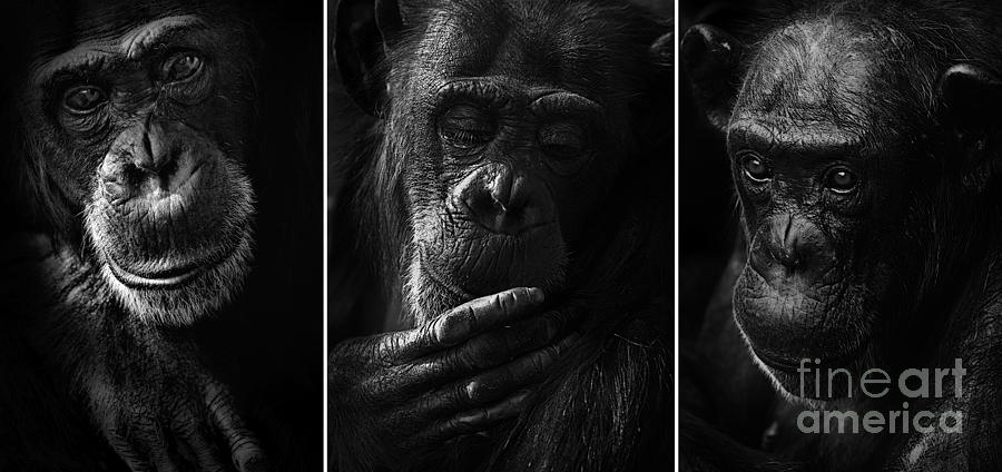Animal Photograph - Chimpanzee triptych by Sheila Smart Fine Art Photography