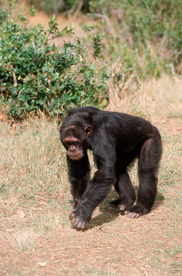 Chimpanzee Walking Photograph by Mary Beth Angelo