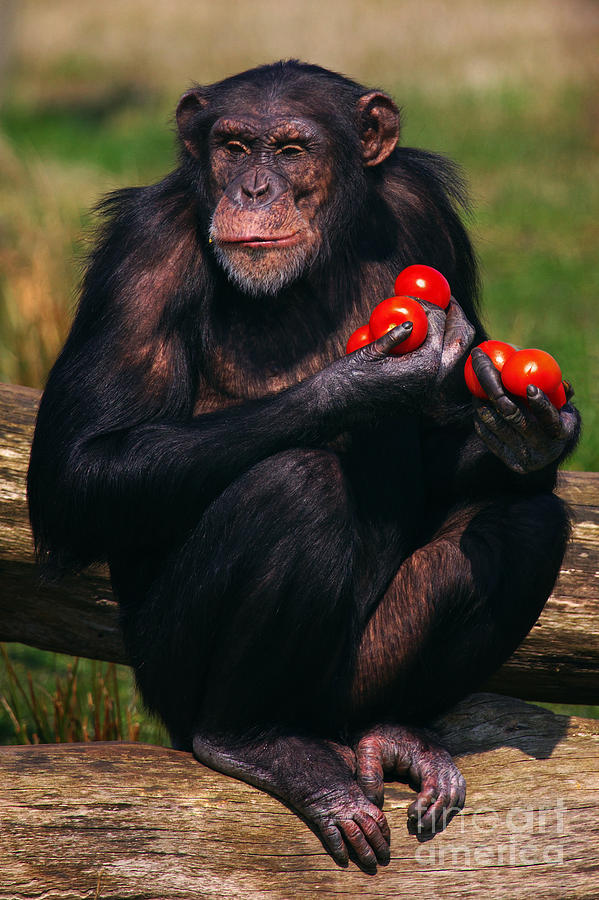 Chimpanzee with tomatoes Photograph by Nick  Biemans