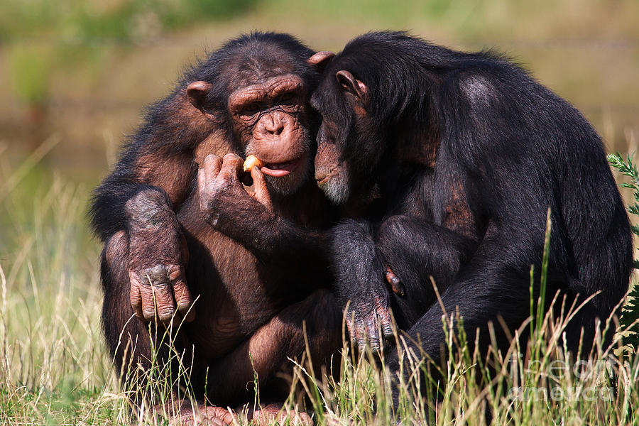 Chimpanzees Eating A Carrot Photograph by Nick  Biemans