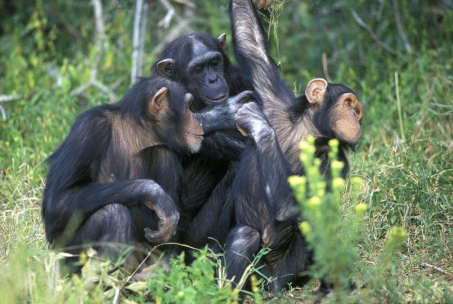 Chimpanzees Grooming Photograph by Jean-Michel Labat