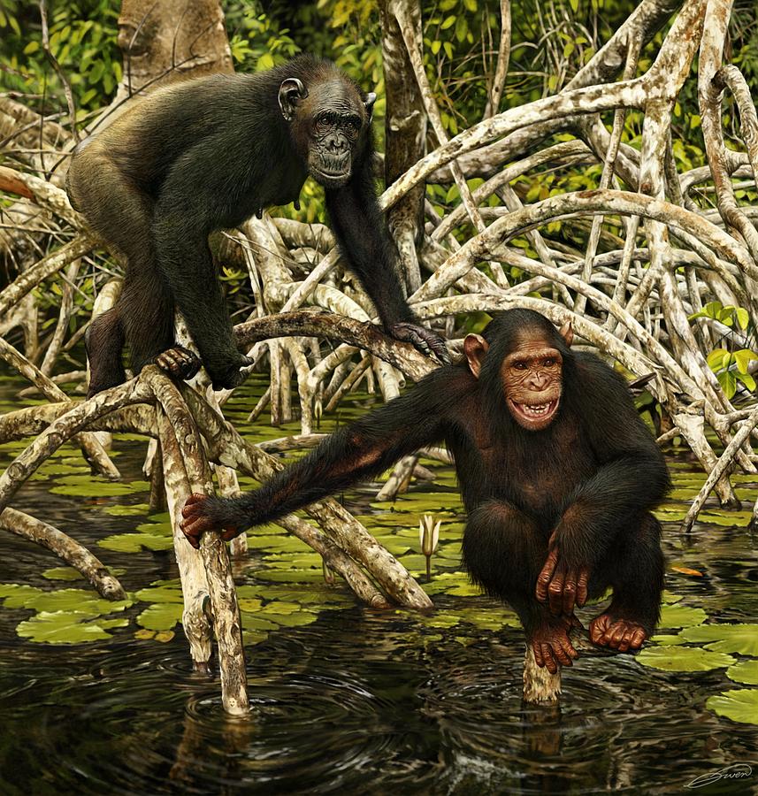 Wildlife Digital Art - Chimpanzees In Mangrove by Owen Bell