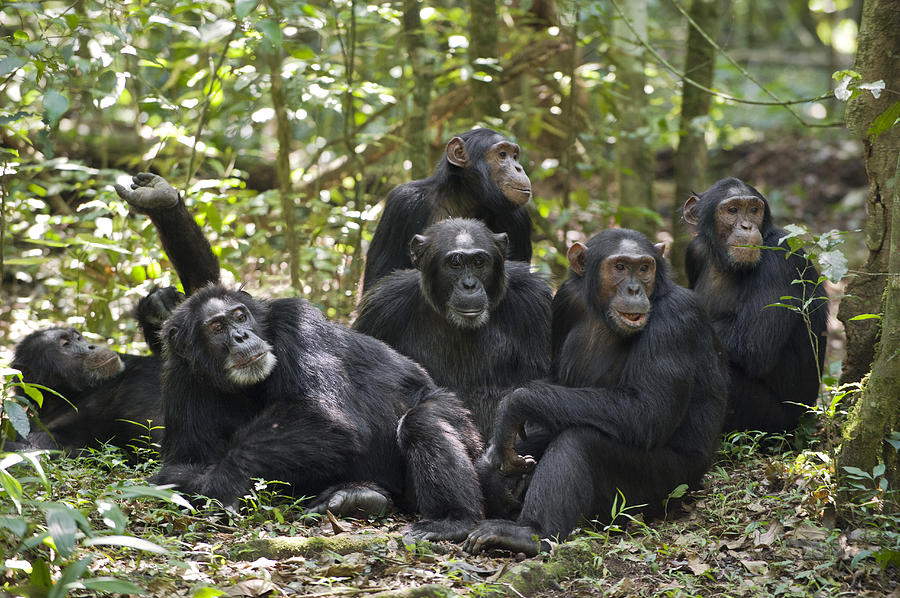 Chimpanzees On Forest Floor Uganda Photograph by Suzi Eszterhas