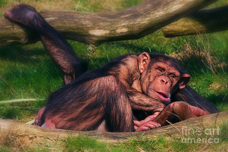 Chimpanzee Photograph - Chimpanzees taking a nap by Nick  Biemans