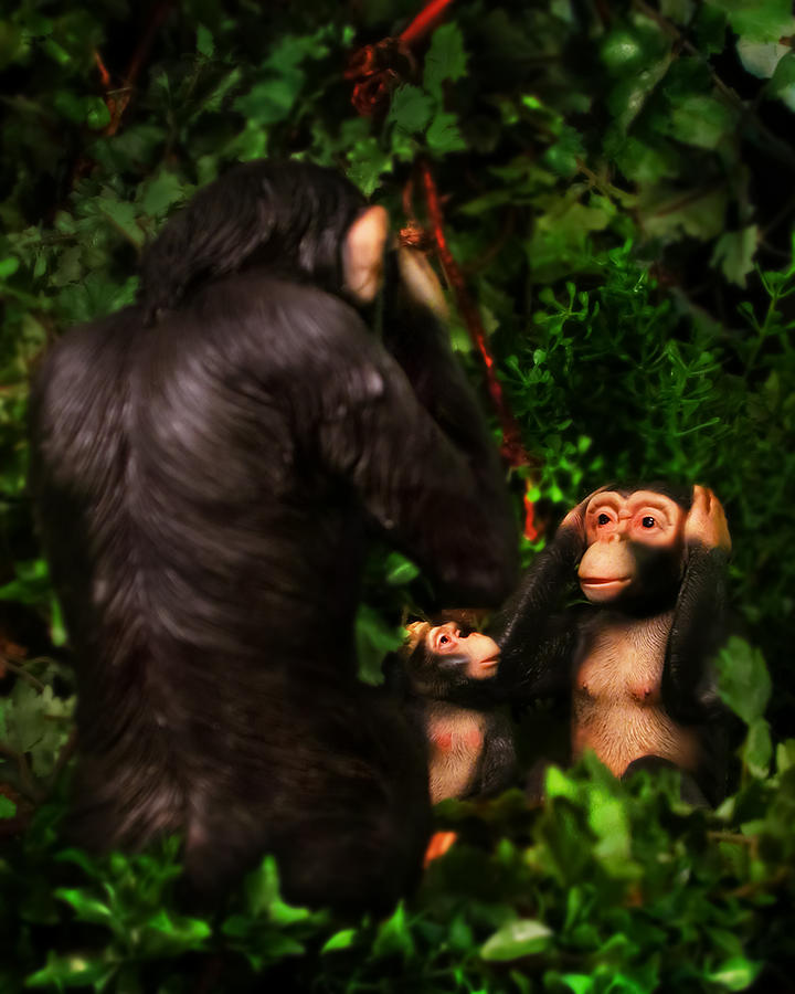 Animal Photograph - Chimps by Diane Bradley