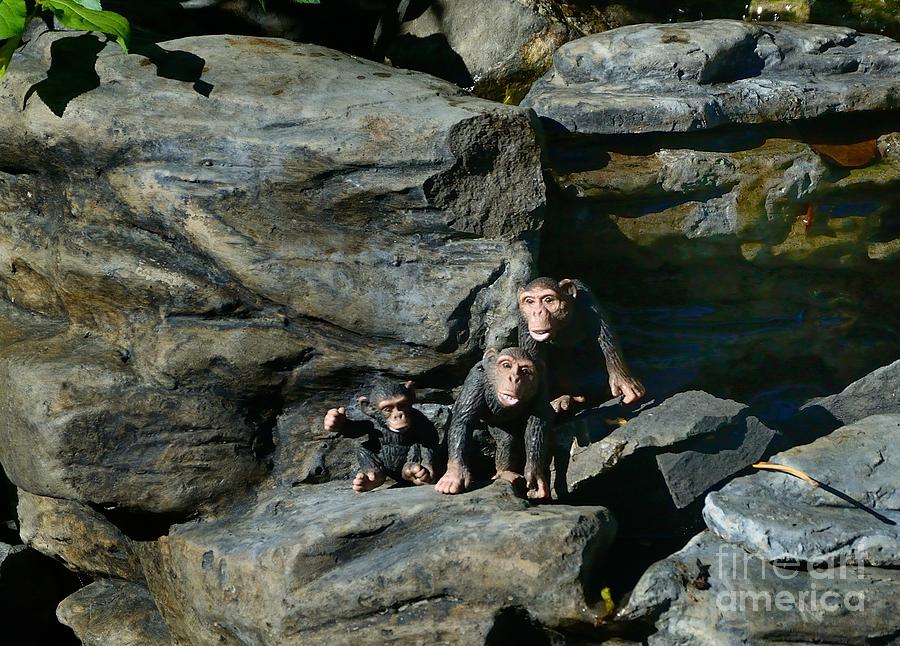 Chimps Photograph by Marc Bittan