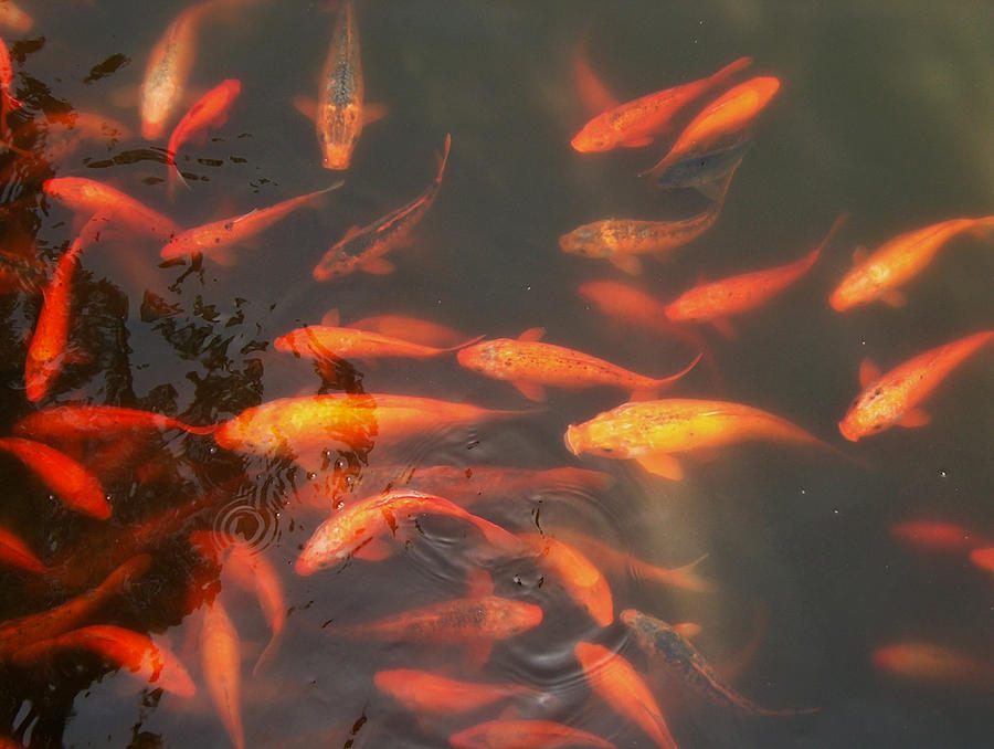 China Gold Fish Photograph by Will Burlingham
