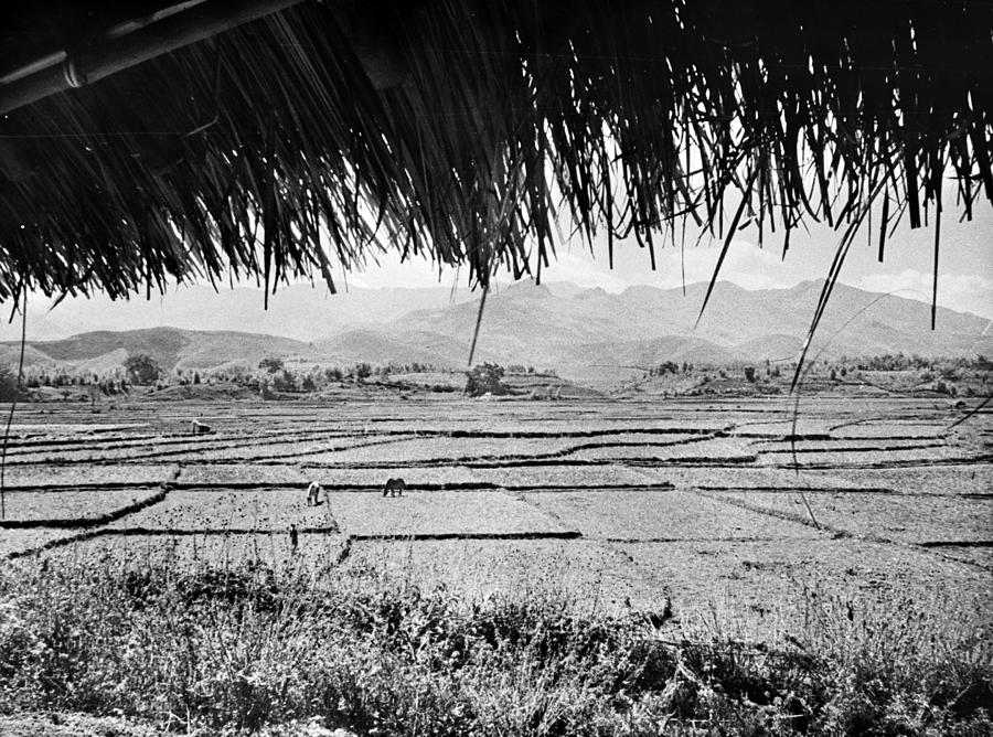 Farm Photograph - China Rice Fields, C1940 by Granger
