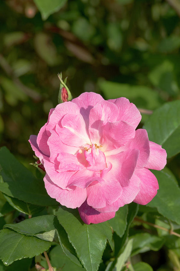 China Rose (rosa 'alice Hamilton') by Brian Gadsby/science Photo Library