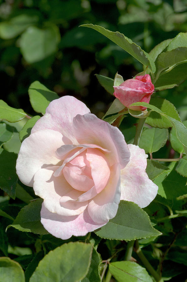 China Rose (rosa irene Watts) Photograph by Brian Gadsby/science Photo Library