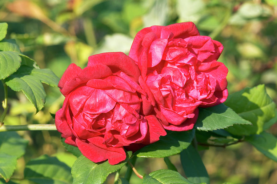 China Rose (rosa 'louis Philippe') Photograph by Brian Gadsby/science ...