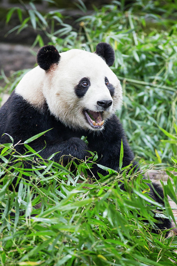 China, Sichuan Province, Chengdu, Giant Photograph by Paul Souders ...