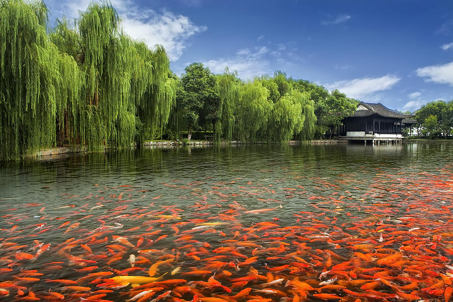 China, Zhouzhuang, Pool full of Koi fish by monastery Photograph by Yustinus