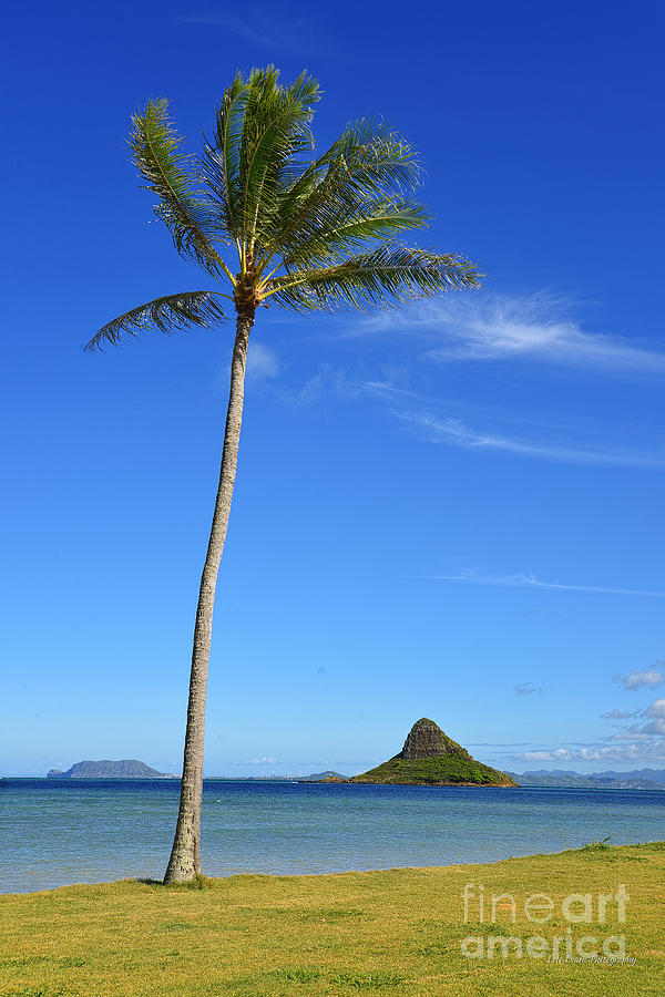 Chinamans Hat and a Lone Palm Tree Photograph by Aloha Art