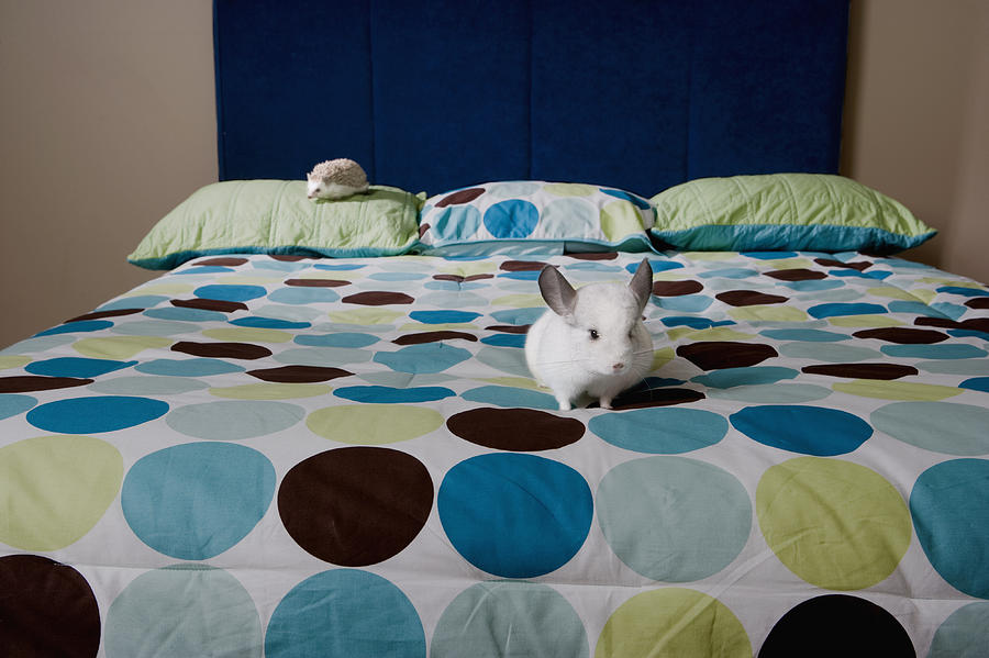 Chinchilla and hedgehog on bed Photograph by Sheer Photo, Inc