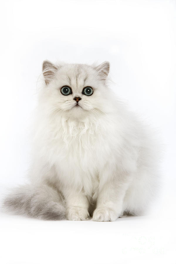 Chinchilla Persian Kitten Photograph by Jean-Michel Labat