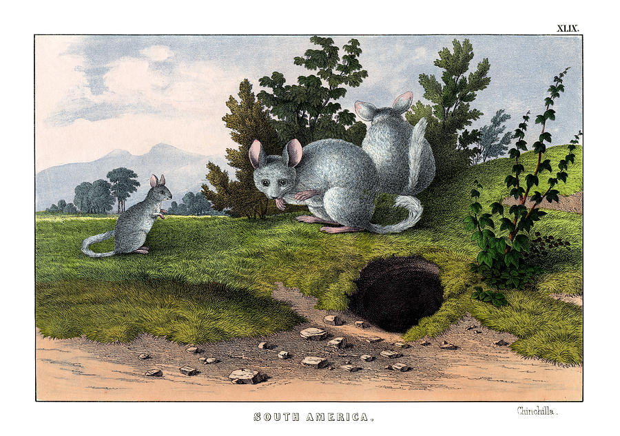 Mammal Drawing - Chinchilla by Splendid Art Prints