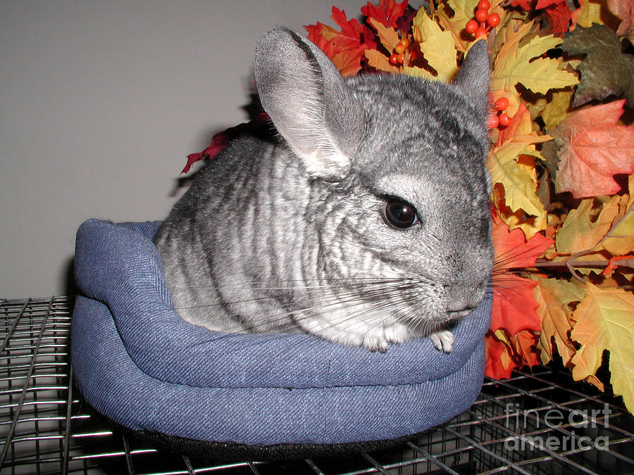 Chinchilla With Fall Leaves Photograph by Debra Thompson