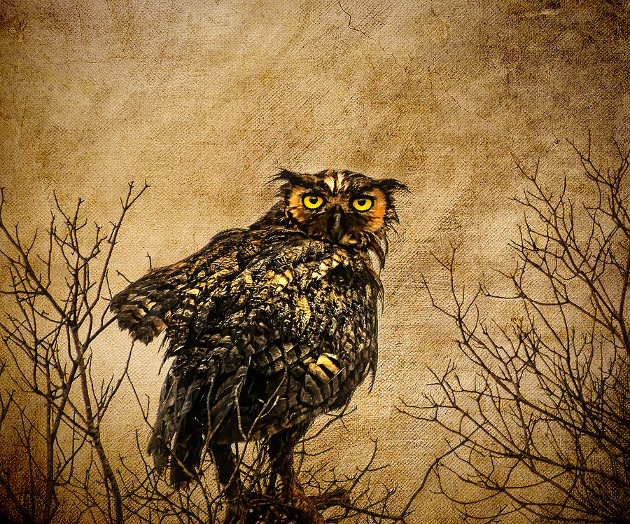 Chincoteague Owl Digital Art by Melinda Dreyer