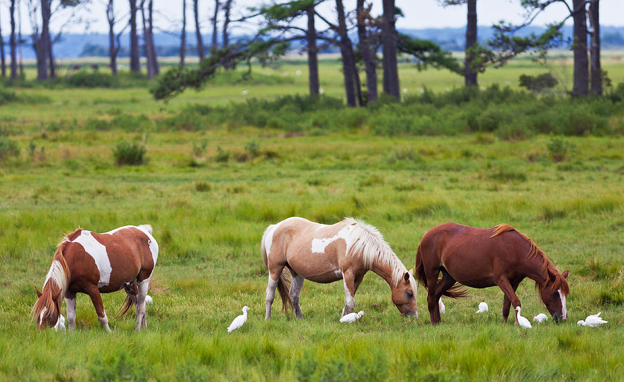 Chincoteague Ponies Photograph by Melinda Fawver