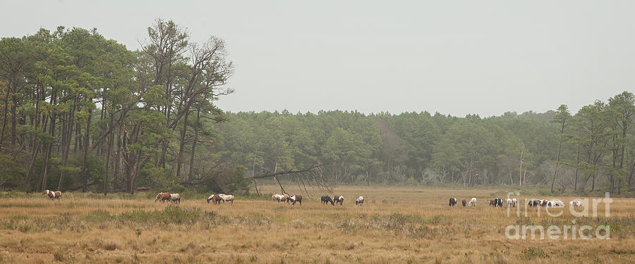 Chincoteague Ponies South Herd Photograph by Carol Lynn Coronios
