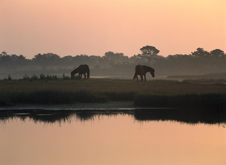 Chincoteague Wild Ponies Photograph by Tim Fitzharris