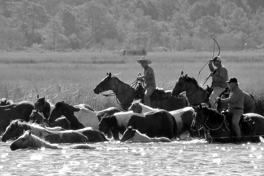 Chincoteague Wild Pony Swim - Black and White Photograph by Kim Bemis