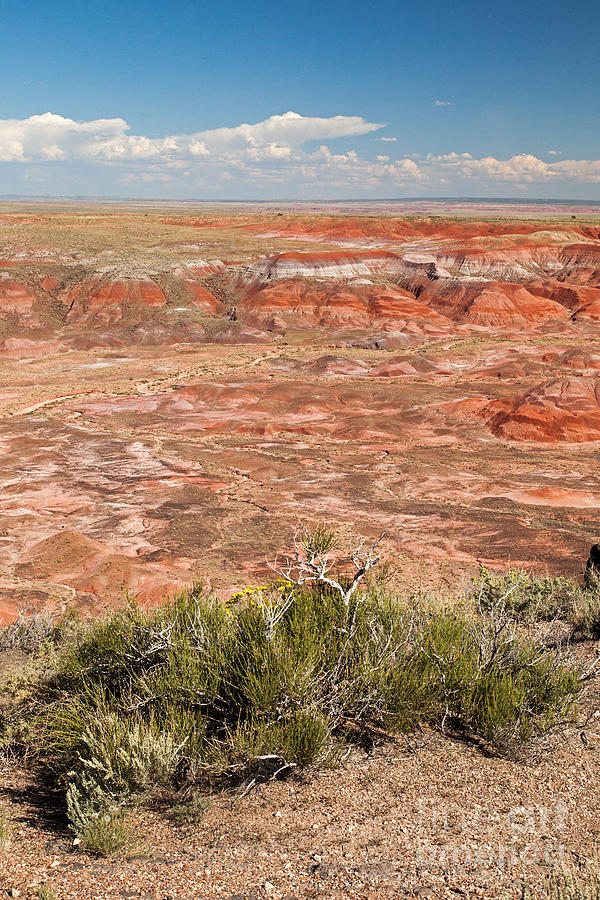Chinde Point Painted Desert Petrified Forest National Park Photograph by Fred Stearns