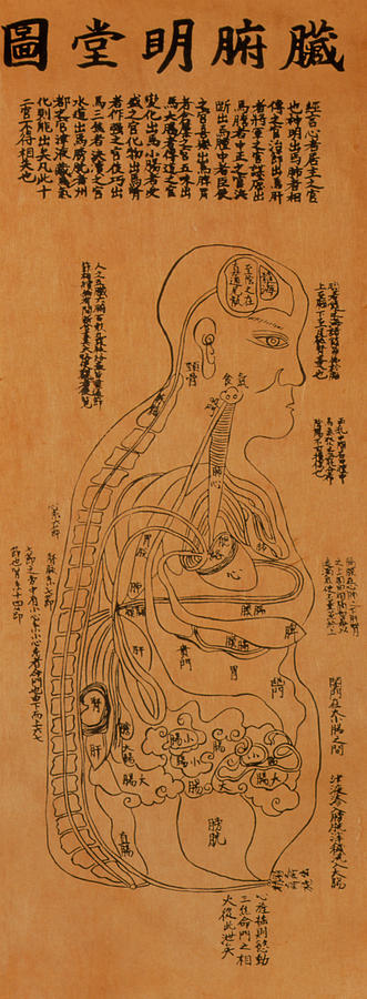 Chinese Acupuncture Chart Showing Internal Organs Photograph by Mark De Fraeye/science Photo Library