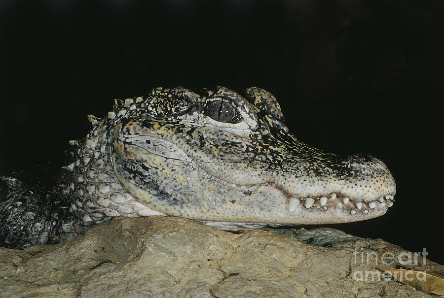 Animal Photograph - Chinese Alligator by Gregory G. Dimijian