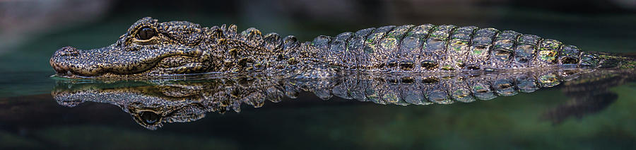 Chinese Alligator Photograph by Manoj Shah