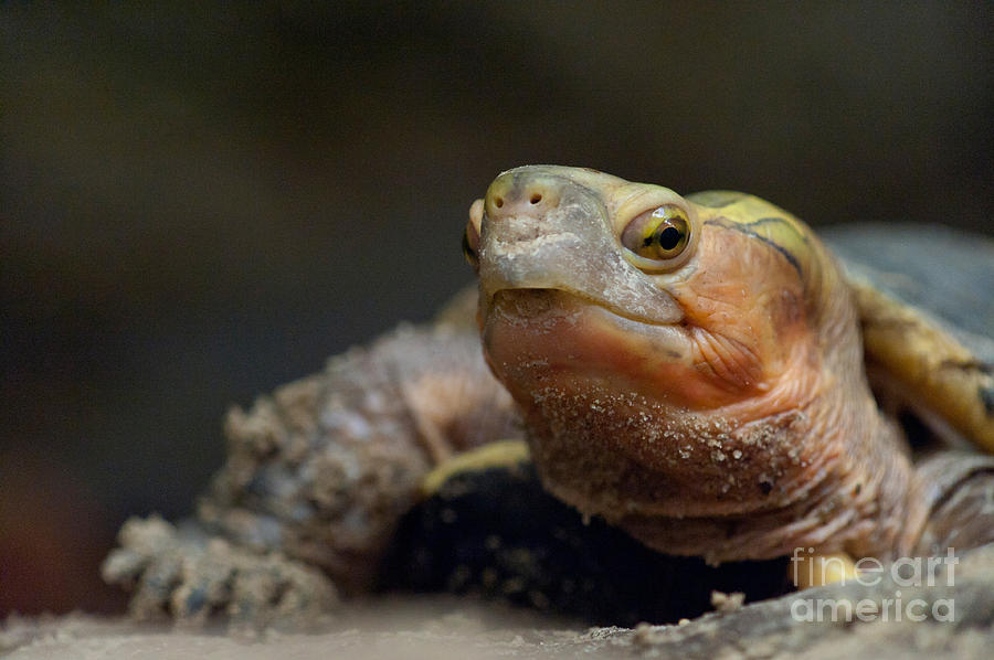 Chinese Box Turtle Photograph by Thomas Gehrke - Fine Art America