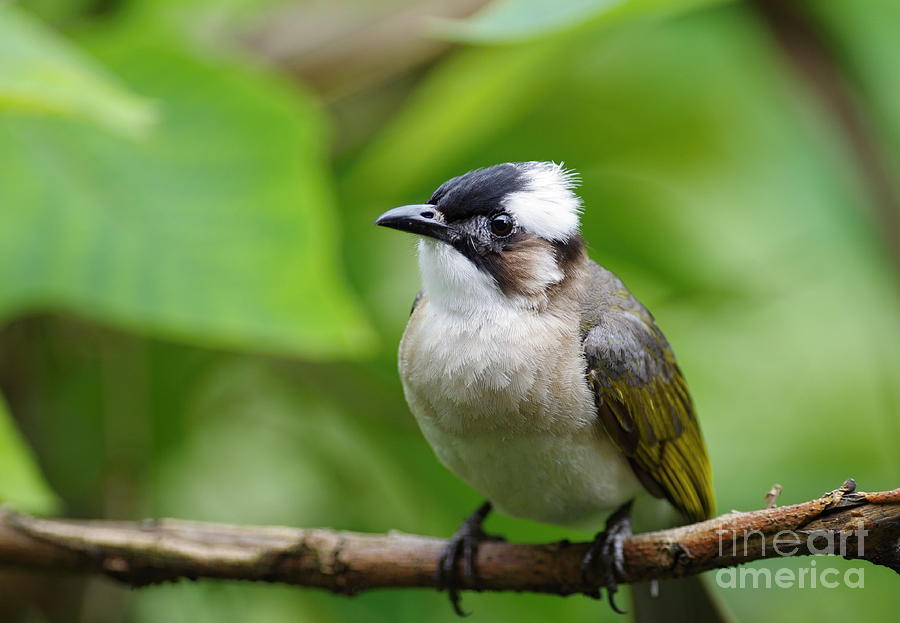 Chinese Bulbul Photograph by Chiu Ho-Sheng