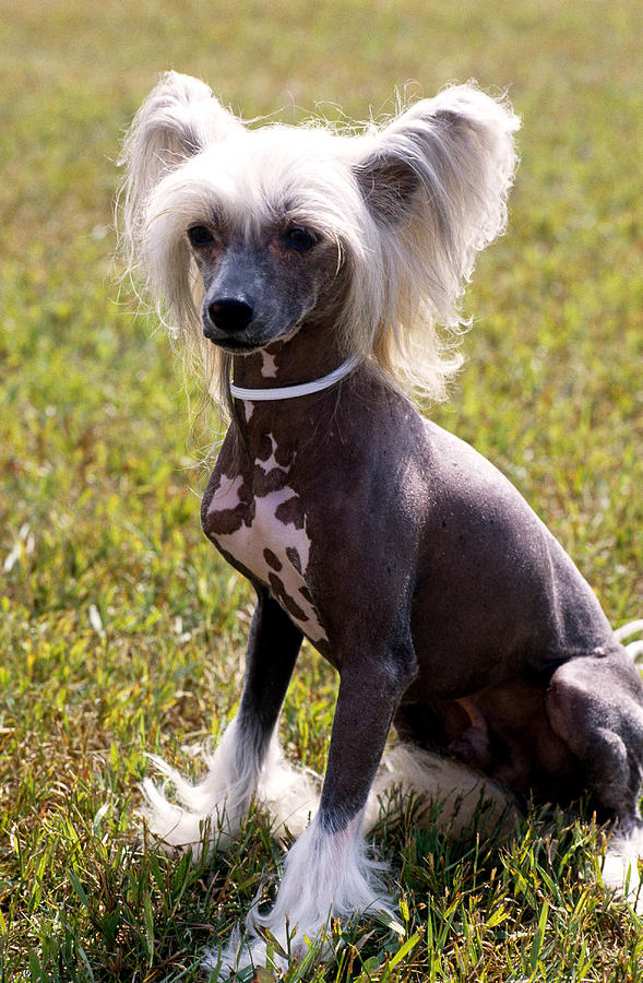 Chinese Crested Blue Male Photograph by Jeanne White