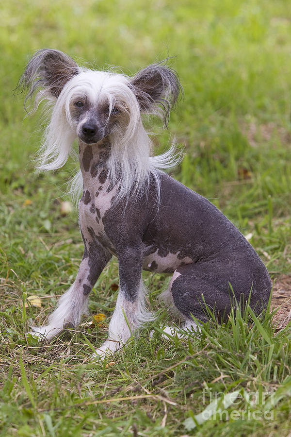 Chinese Crested Dog Photograph by Jean-Michel Labat