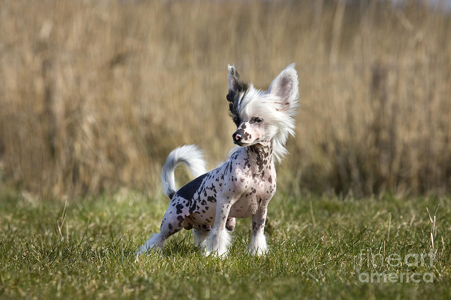 Chinese Crested Dog Photograph by Johan De Meester - Fine Art America