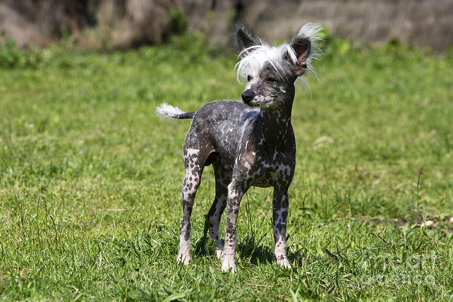 Chinese Crested Dog Photograph by M. Watson - Fine Art America