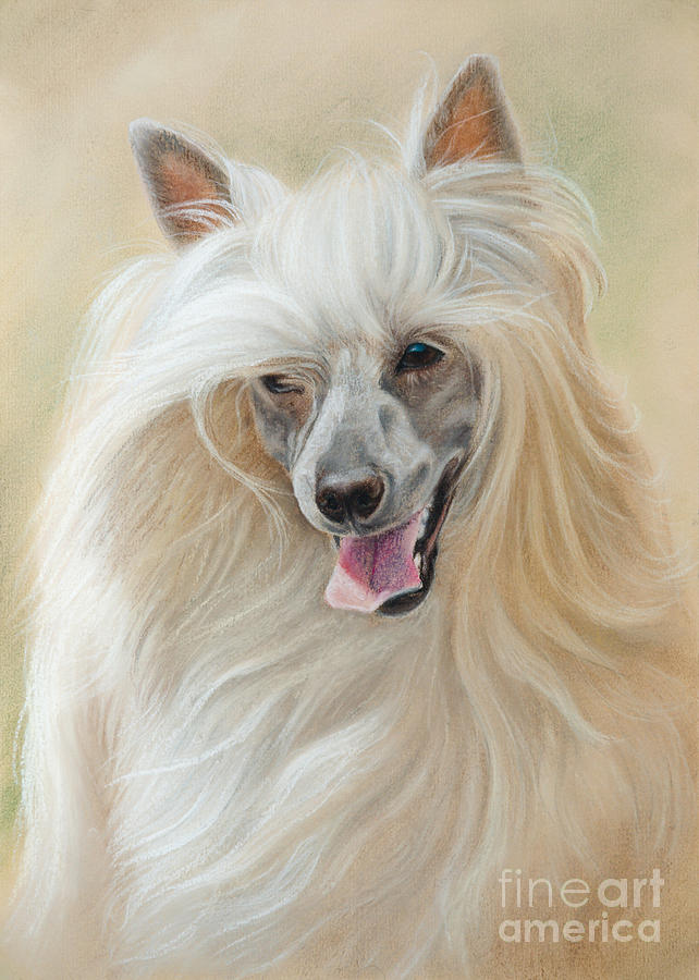 Chinese Crested Dog Drawing by Tobiasz Stefaniak