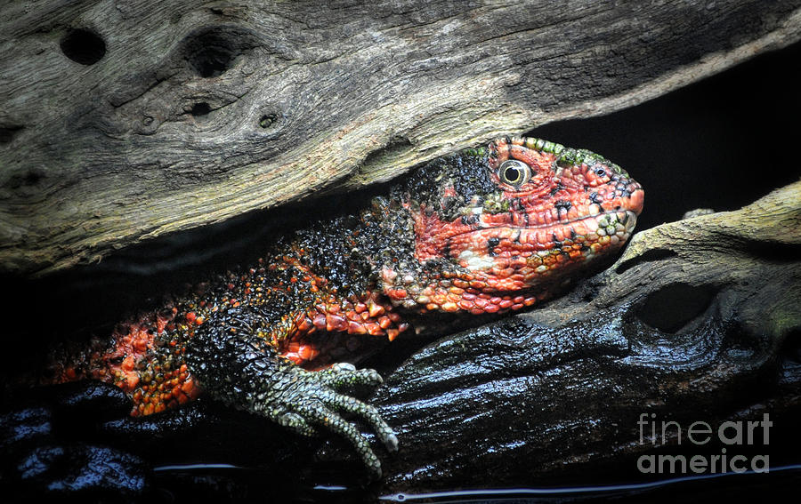 Chinese Crocodile Lizard Photograph by Savannah Gibbs